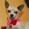 Conversation Hearts Dog Collar