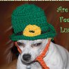 Leprechaun Dog Hat