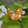 Papillon Crochet Pin